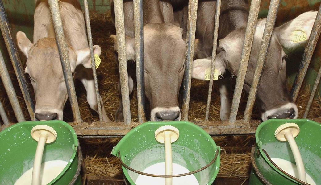 Diese Tiere trinken Milch, doch ist den Kälbern ab dem ersten Lebenstag auch Wasser bereitzustellen. Dies verlangt das Gesetz.Symbolbild/Archiv: Susann Balser