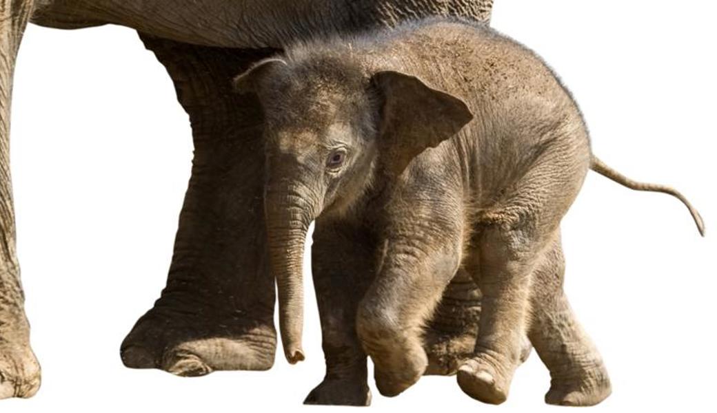 Babyelefant ist das Wort des Jahres 2020 in Österreich und steht für den coronabedingten Mindestabstand zwischen zwei Menschen. 