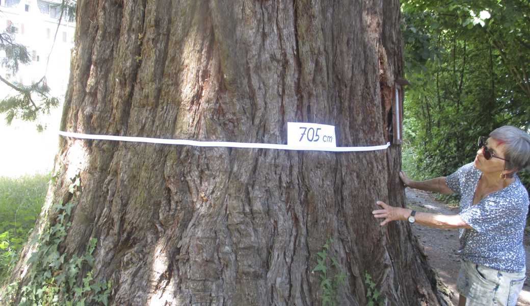 165 Jahre alt, 705 cm Umfang: Die Wellingtonie (Riesenmammutbaum) in der Marienburg ist ein Baum-Denkmal. 