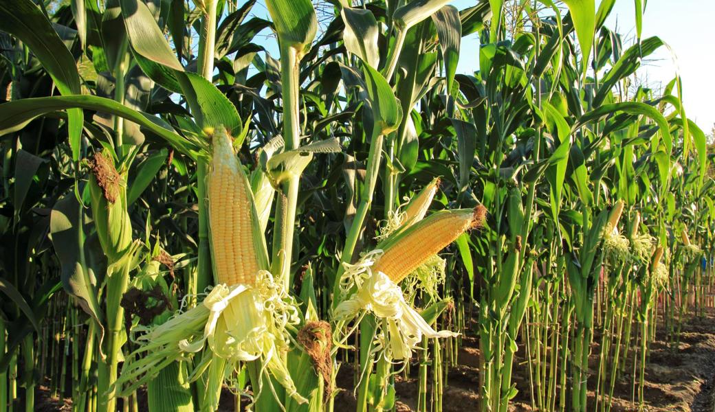 Wo in diesem Jahr der Mais stand, muss 2022 eine andere Kultur gepflanzt werden.
