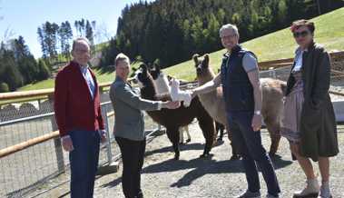 Drei Lamas zogen im «Waldheim» ein, das vierte muss zuerst noch in die Schule gehen