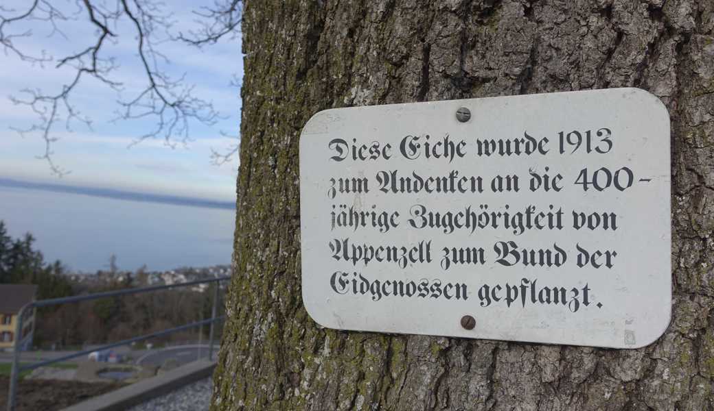 Oberhalb der ehemaligen Post in Wienacht erinnert seit 111 Jahren eine Zentenareiche an die Zugehörigkeit des Landes Appenzell zur Eidgenossenschaft. 