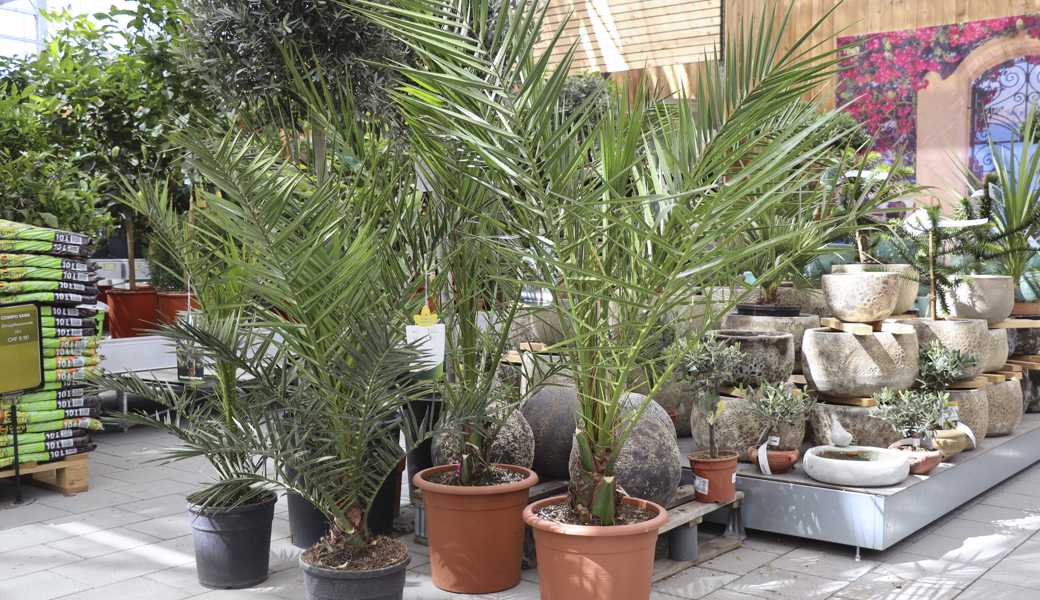 Im Bucher Gartencenter in Widnau hat man die Tessinerpalmen bereits gegen andere Palmensorten ausgetauscht.