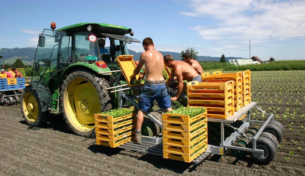 Jeden Sommer helfen Saisonniers auf den Feldern der Feldhof Gemüsebau AG beim Ernten.