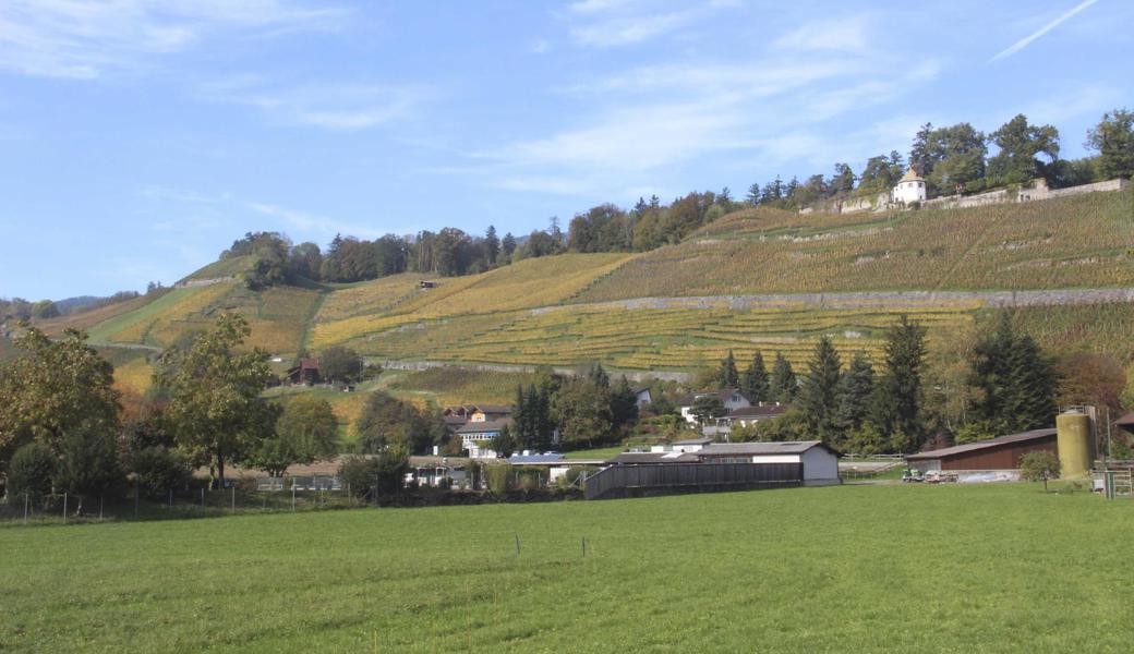 Im Rheintal werden viele schöne, steile Hänge für den Weinbau genutzt.