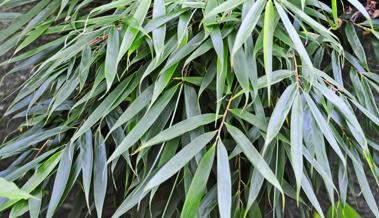 Gartentipp: Bambus im Wind