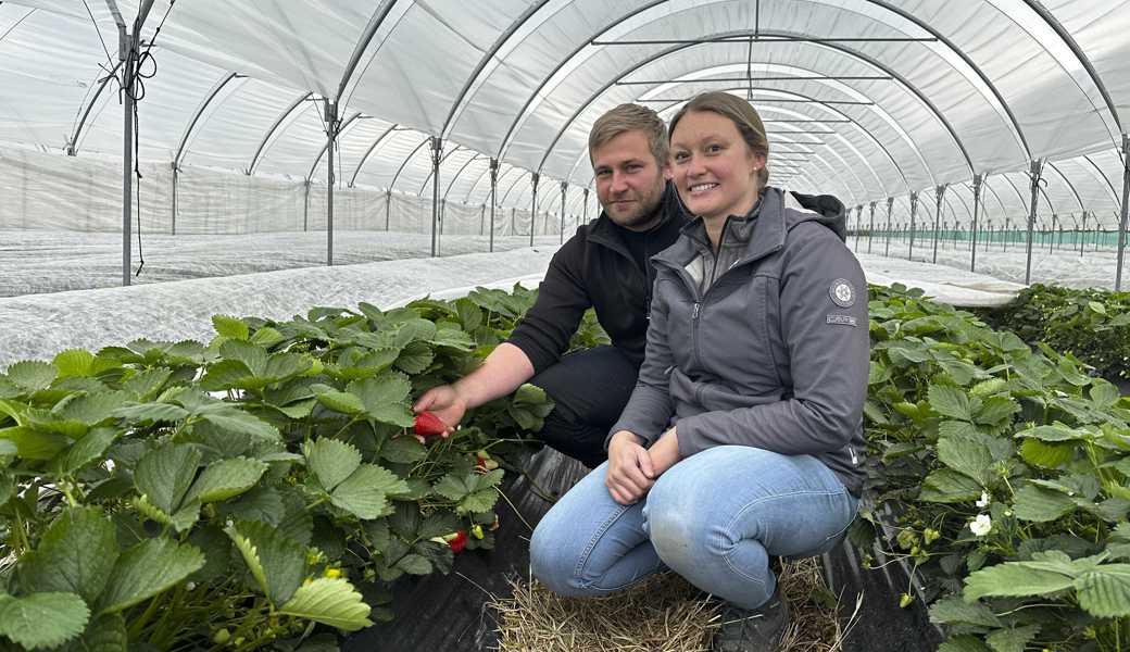 Vereinzelte rote Früchte: Florian und Melanie Gasser auf ihrem Erdbeerfeld in Au, das derzeit wegen der Kälte abgedeckt wird. 