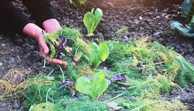 Mulch bringt im Garten zahlreiche Vorteile mit sich