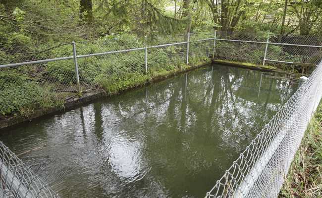 Vor 100 Jahren wurde das Becken in der Zelg nicht ausgebaut, weil Voyeure befürchtet wurden