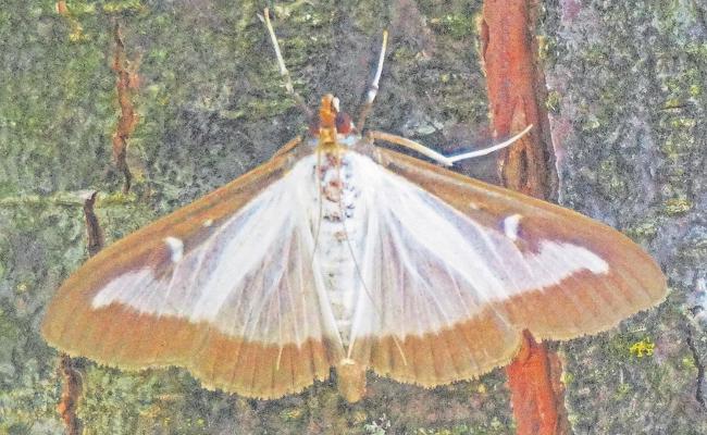 Feuer: Die Zünsler kommen