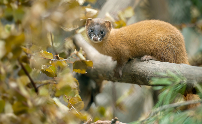 Mysteriöse Tiersichtung in Rebstein: Ist im Rheintal ein sibirisches Feuerwiesel unterwegs?