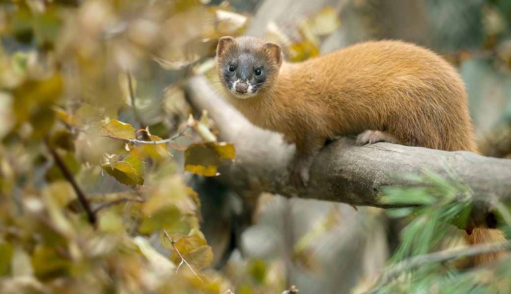 Mysteriöse Tiersichtung in Rebstein: Ist im Rheintal ein sibirisches Feuerwiesel unterwegs?
