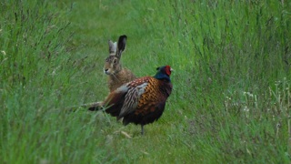 Aufgenommen im Schweizer Ried (Lustenau). Bild: Markus Sturzenegger Aufgenommen im Schweizer Ried (Lustenau). Bild: Markus Sturzenegger