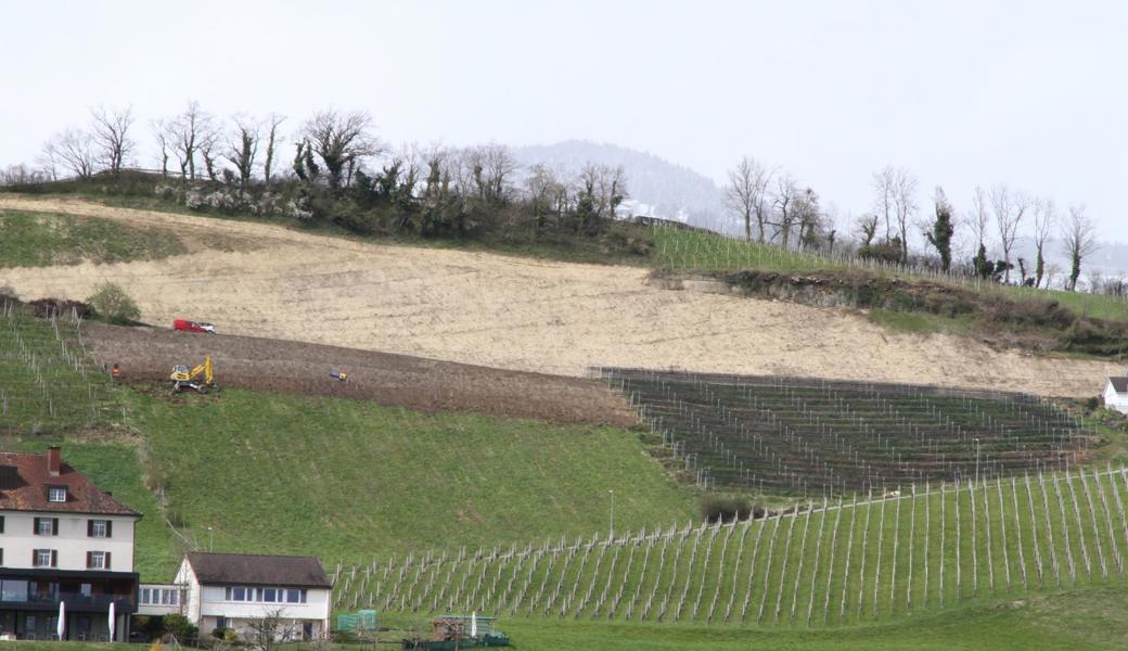 Letzte Woche haben auch in der unteren Parzelle Terrassierungsarbeiten begonnen.