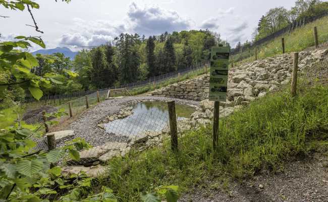 Ein Paradies für  Zauneidechse und Co. hoch ob dem Dorf