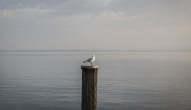 Blaufahrer und ein unfreiwilliger Badegast: Die Kapo St. Gallen hatte viel zu tun