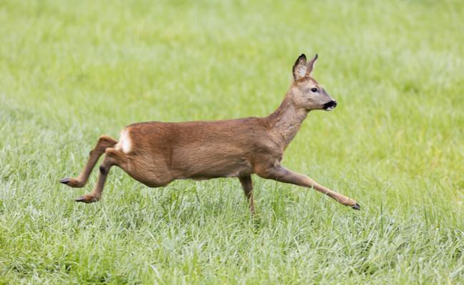 Hund hetzte Rehgeiss und riss sie – Hundehalterin vor Gericht
