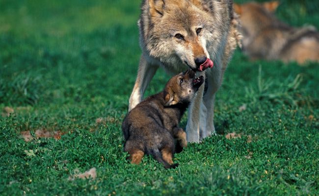 Wölfe in Werdenberg: Erstmals Nachwuchs beim Gamserrugg-Rudel bestätigt