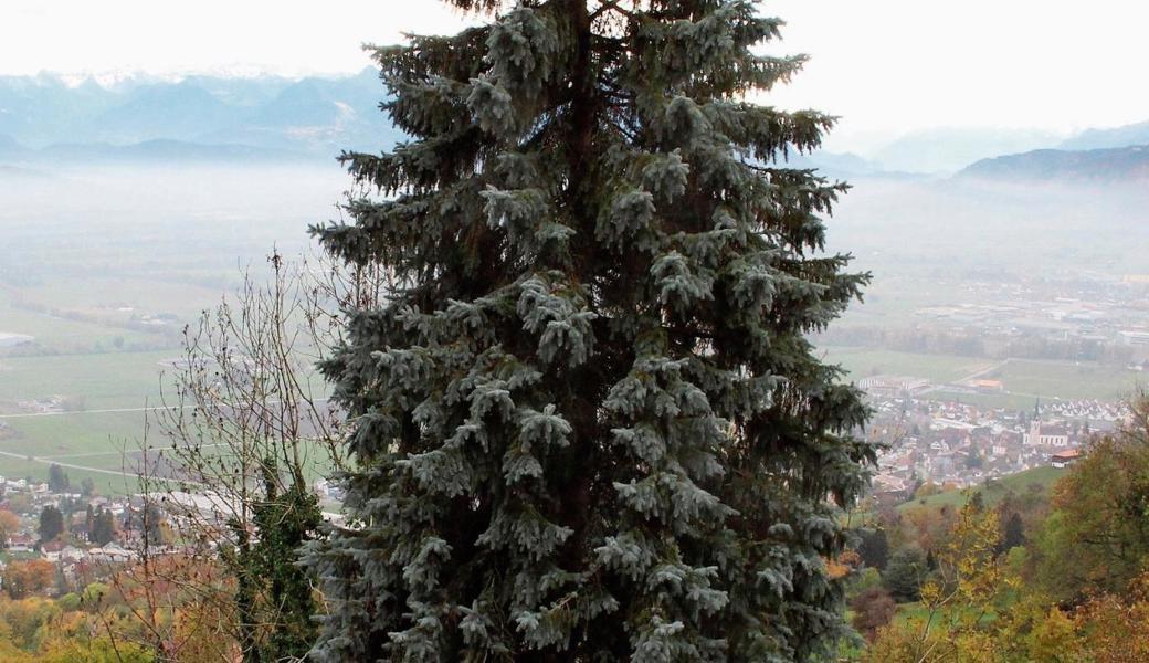 Links Rebstein, rechts Marbach, dazwischen ein Baum; am 25. November geht es darum, ob nichts mehr zwischen den Gemeinden stehen soll. 