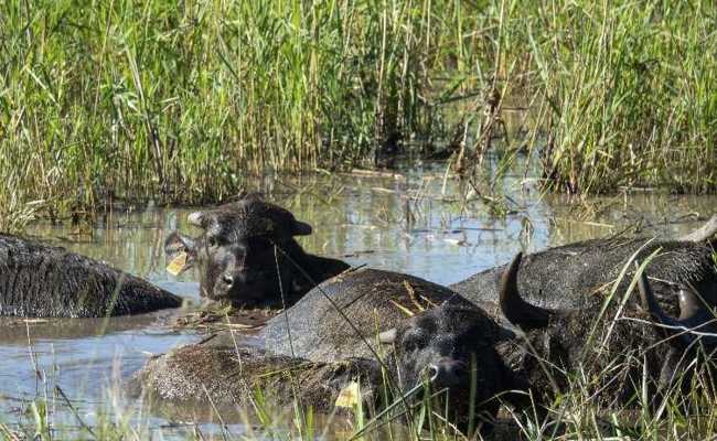 Wasserbüffel fördern seltene Arten im Naturschutzgebiet Spitzmäder