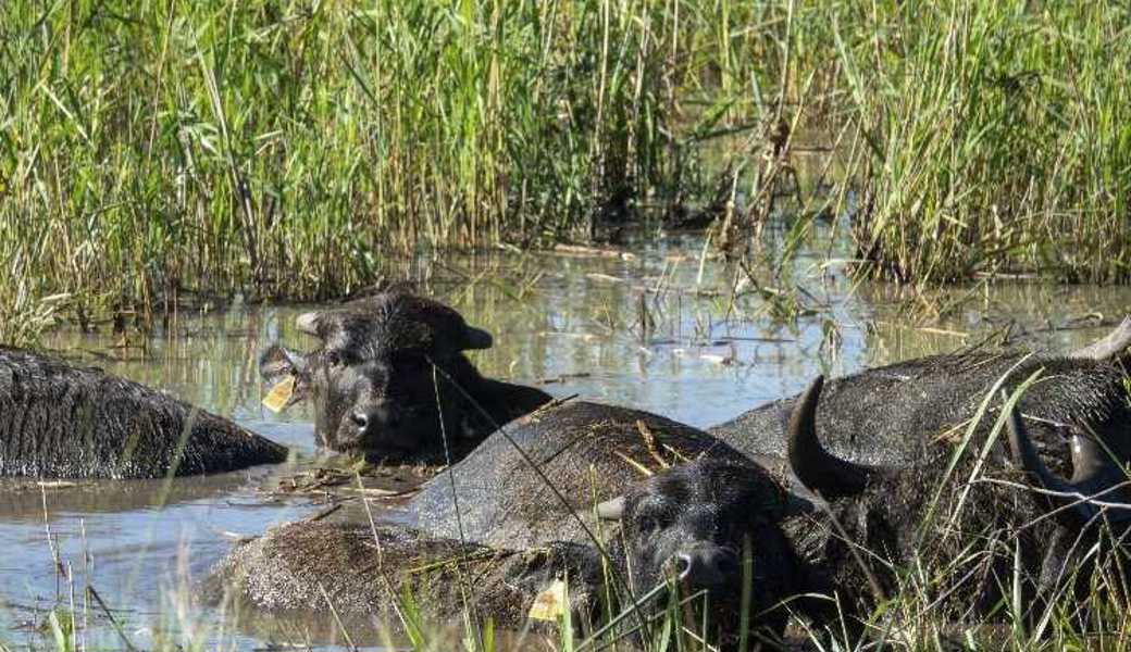 Bei warmen Temperaturen kühlen sich die Wasserbüffel gerne in Tümpeln ab. Sie suhlen sich dann häufig, wodurch neue Kleinstgewässer  entstehen. Auch Schilf konnte durch die Büffel erfolgreich zurückgedrängt werden. 