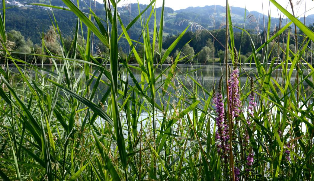 Der Impulsweg führt durch das Erholungsgebiet Eselschwanz. Es bietet mit dem See, Blumen und ruhigen Ecken immer Gelegenheit, Musse zu finden.