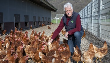 «Hühner haben relativ früh Feierabend» – beginnen dafür früh