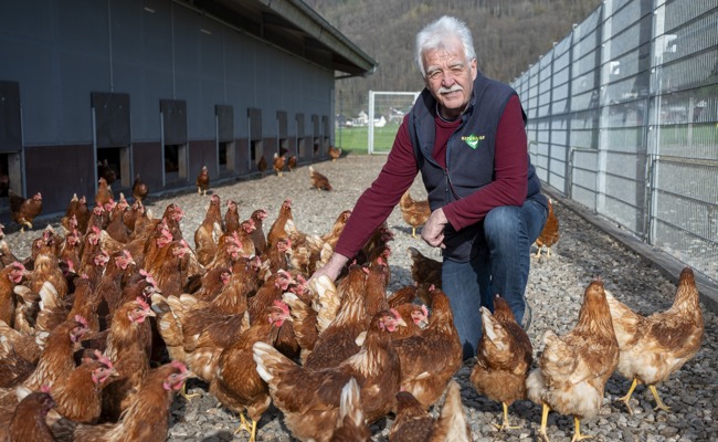 «Hühner haben relativ früh Feierabend» – beginnen dafür früh