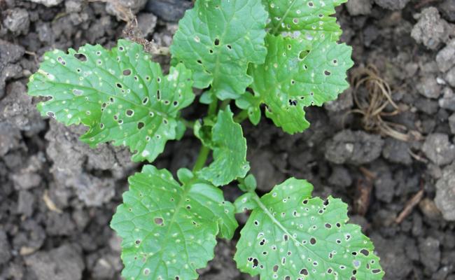 Garten: Flohzirkus auf  Rettichart