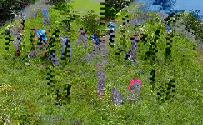 Rheno Volleyball leistete am Neophyten-Tag einen freiwilligen Einsatz
