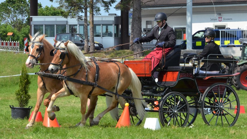 Routinier Urs Bicker zeigte mit seinem Gespann Stino und Apollo sowohl in der Einlaufprüfung als auch im Fahrcup tadellose Umgänge. Routinier Urs Bicker zeigte mit seinem Gespann Stino und Apollo sowohl in der Einlaufprüfung als auch im Fahrcup tadellose Umgänge.