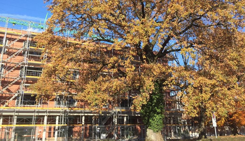Zuerst der Baum, dann der Neubau. Die Bäume vor der Baustelle des neuen OMR-Schulhaustraktes geniessen einen schützenswerten Status.