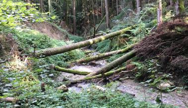 Viel Frischholz im Hochwasser