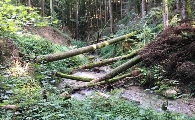 Viel Frischholz im Hochwasser