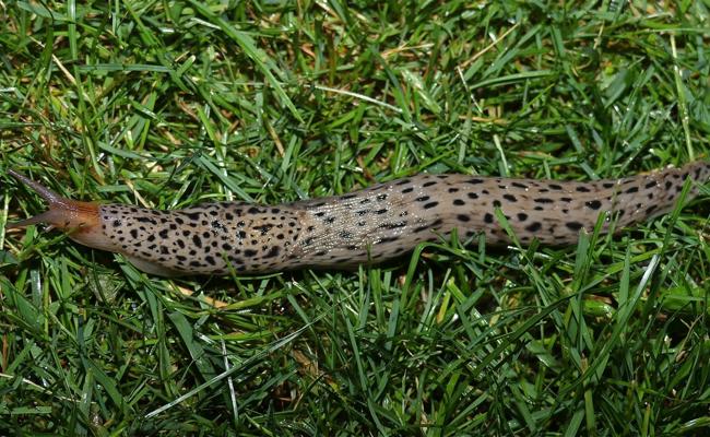 Tigerschnecke ist nützlich