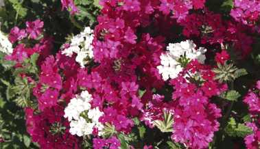 Rot? Blau? Gelb? Nein, die Farbe des Jahres ist Viva Magenta
