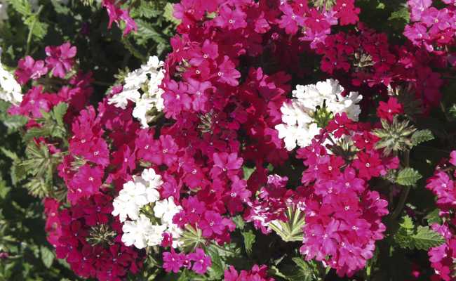 Rot? Blau? Gelb? Nein, die Farbe des Jahres ist Viva Magenta