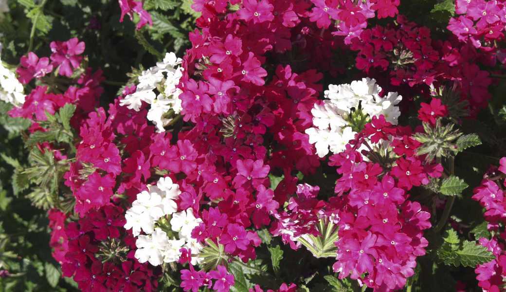 «Viva Magenta» ist eine ruhige Farbe. Sie lässt sie sich gut mit purpurnen und weissen Tönen kombinieren.