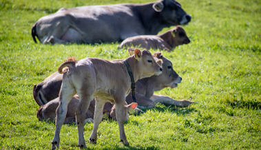 Neue Vorwürfe im PFAS-Skandal: St.Gallen ignoriert Verkaufsverbot für belastetes Fleisch