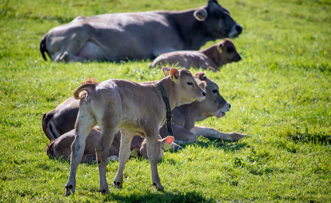 Neue Vorwürfe im PFAS-Skandal: St.Gallen ignoriert Verkaufsverbot für belastetes Fleisch