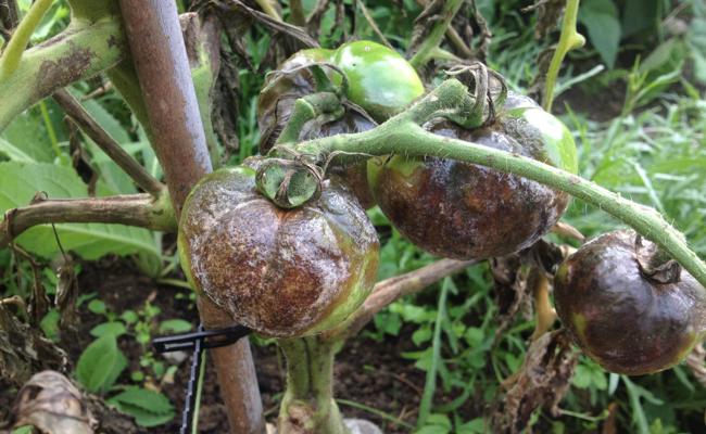 Geissel der Tomatenzüchter