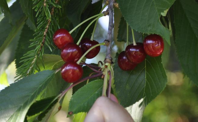 Garten: Süsse Früchte