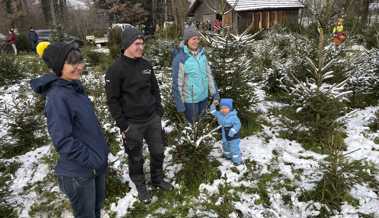 Gratis-Christbäume: «Nicht zu gross und nicht zu klein» sollen sie sein