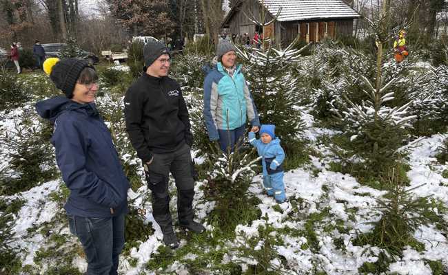 Gratis-Christbäume: «Nicht zu gross und nicht zu klein» sollen sie sein