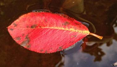 Der Herbst in Bildern