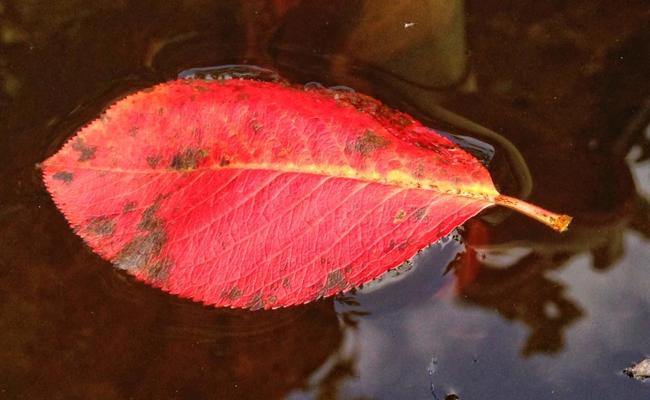 Der Herbst in Bildern