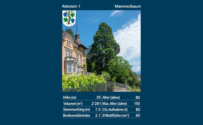 Rebsteins grüner Gigant: Die Geschichte des Mammutbaums am Rosenberg