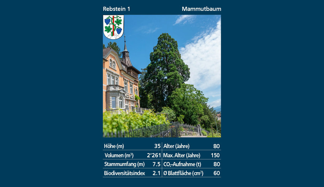 Rebsteins grüner Gigant: Die Geschichte des Mammutbaums am Rosenberg