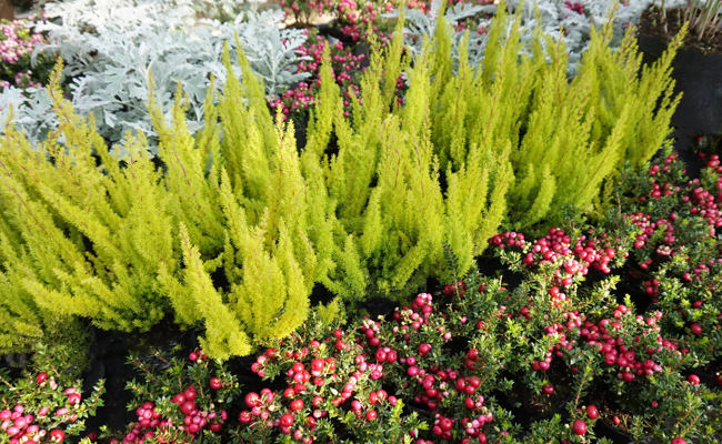 Den Herbstzauber in den Winter hinübernehmen
