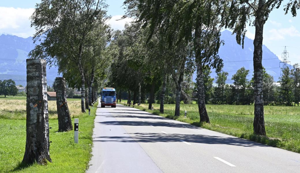 Ergebnis eines Dilemmas: Auf zwei Meter Höhe abgesägte Birken in der Allee zwischen Oberriet und Altstätten.